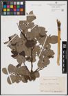 Foto von Salix aurita L. x Salix caprea L.
